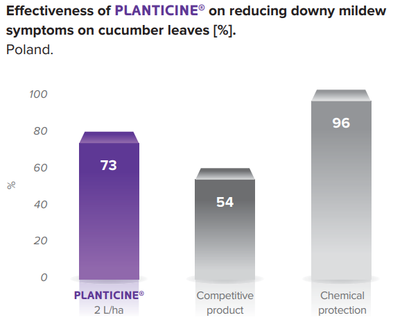 planticine wyk 1