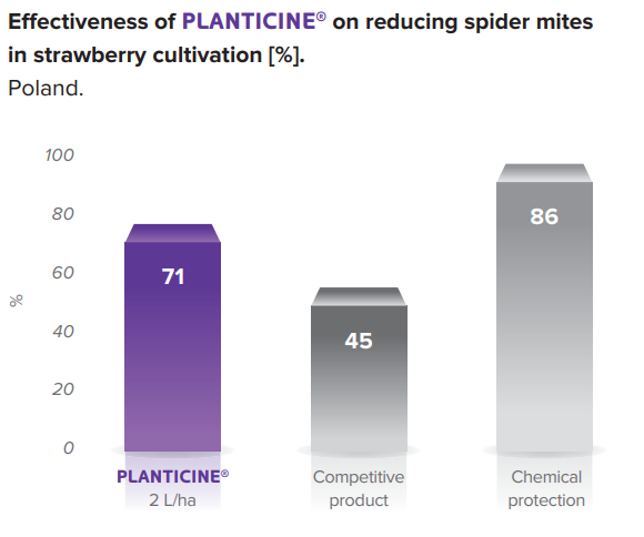 planticine wyk 2