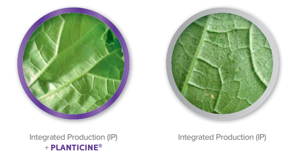 planticine1