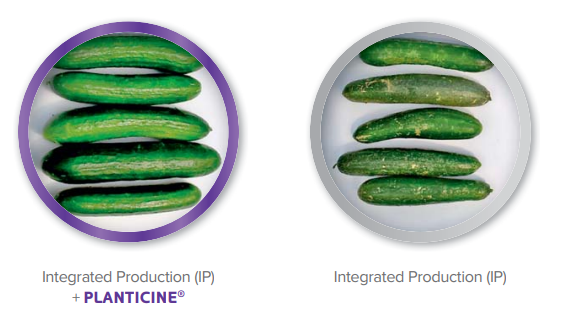planticine2