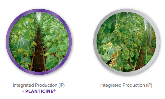 planticine3